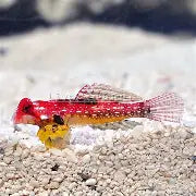 Scooter Dragonet Goby