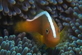 Orange Skunk Clownfish
