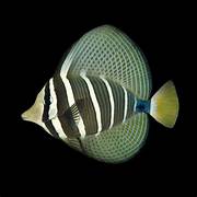 Pacific Sailfin Tang