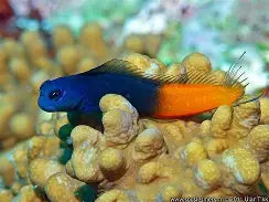 Fiji Bicolor Blenny (Male)