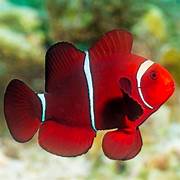 Maroon Clown Fish