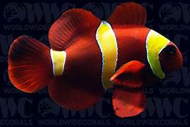 Gold Stripe Maroon Clownfish