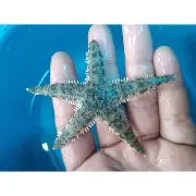 Sand Sifting Sea Starfish