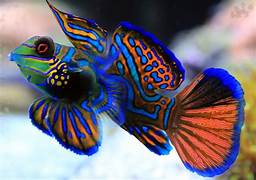 Mandarin Goby / Mandarinfish