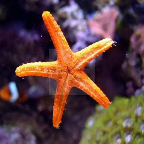 Orange Finger Star