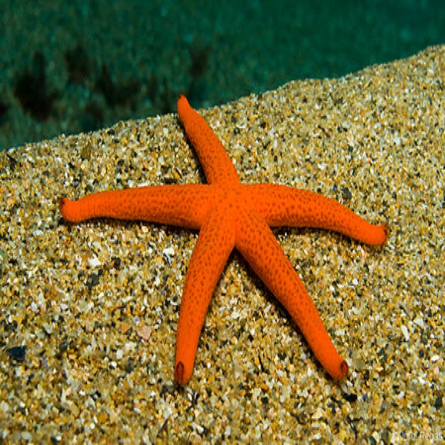 Orange Finger Star