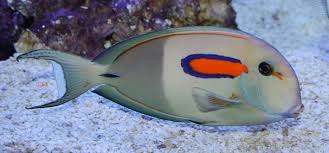 Orange Shoulder Tang