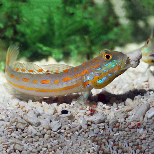 Orange Spotted Goby