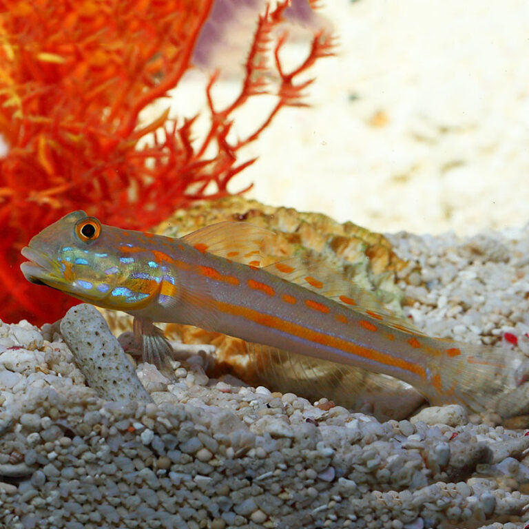Orange Spotted Goby