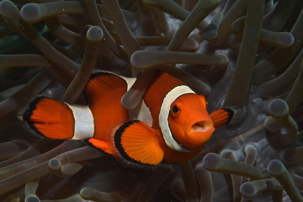 Orange Ocellaris Clown Fish (Percula Clowns)
