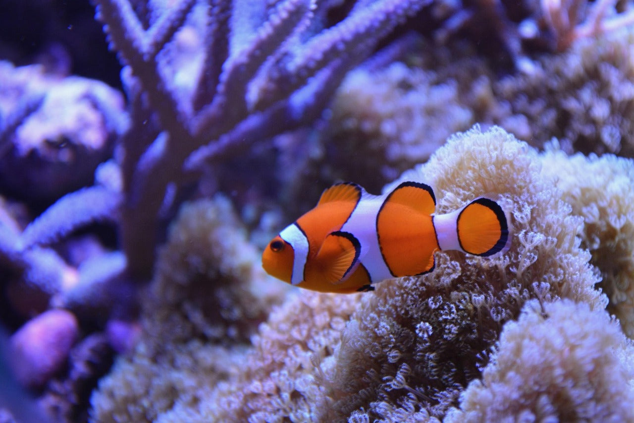 Orange Ocellaris Clown Fish (Percula Clowns)