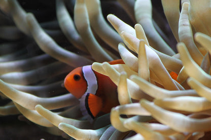 Orange Ocellaris Clown Fish (Percula Clowns)