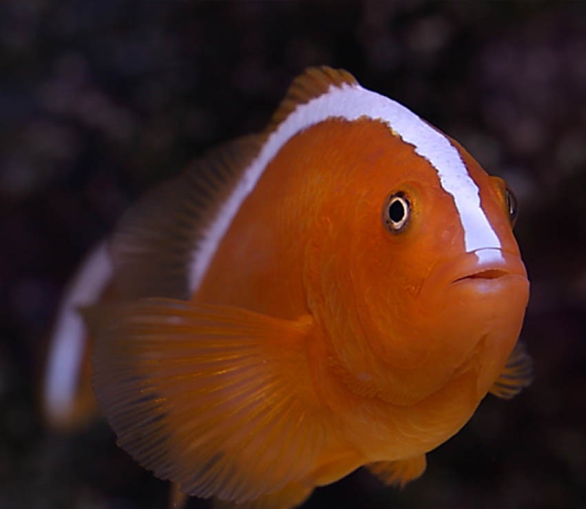 Orange Skunk Clownfish