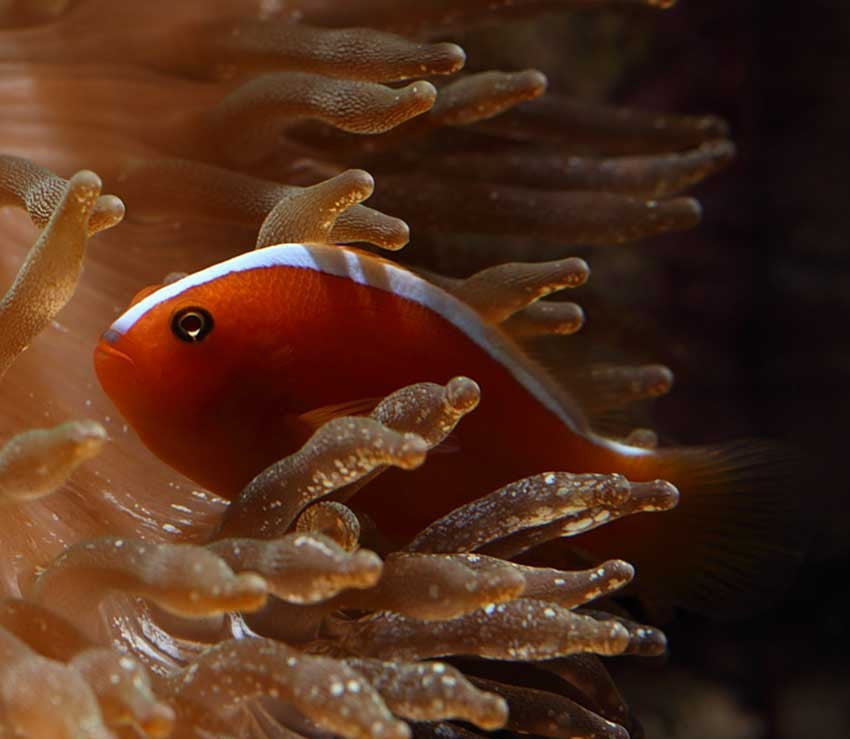 Orange Skunk Clownfish