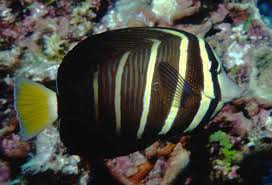 Pacific Sailfin Tang