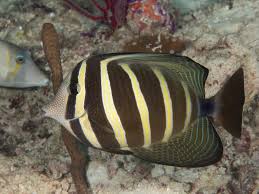 Pacific Sailfin Tang
