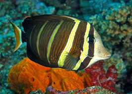 Pacific Sailfin Tang