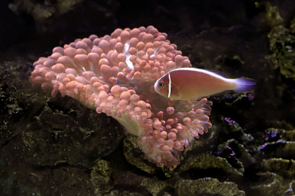 Pink Skunk Clownfish