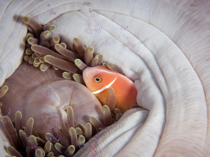 Pink Skunk Clownfish