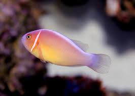 Pink Skunk Clownfish