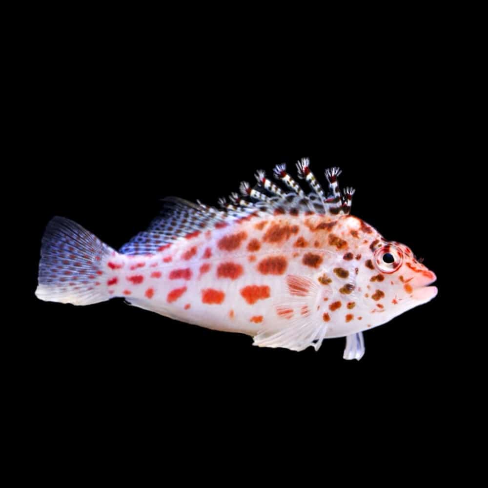 Pixy Hawkfish – Chennai Marine Aquarium