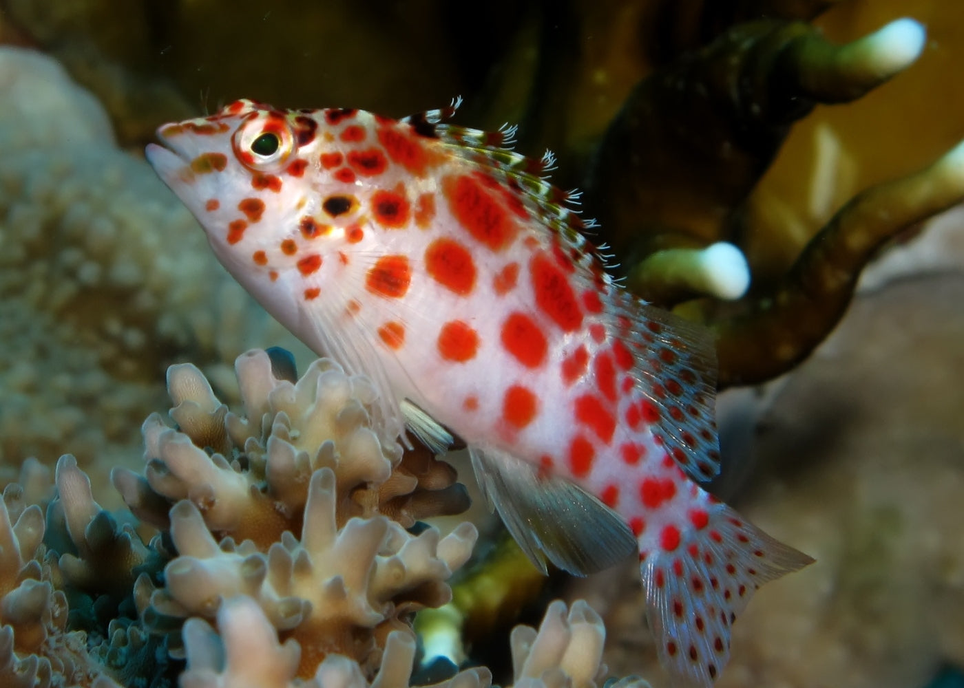 Pixy Hawkfish