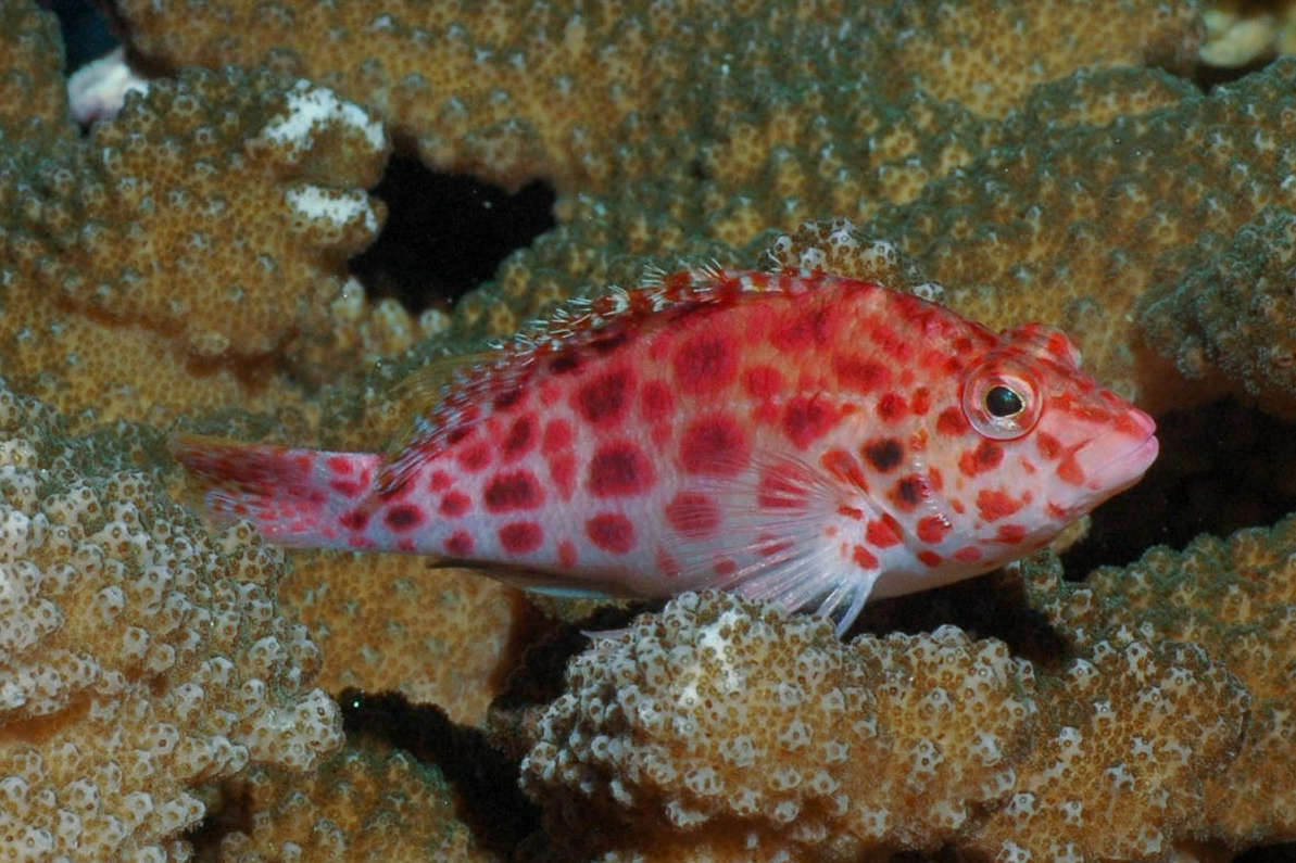 Pixy Hawkfish