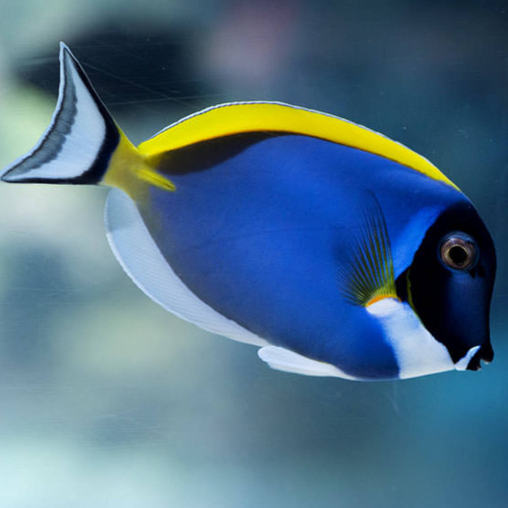 SriLankan Powder Blue Tang