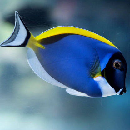 SriLankan Powder Blue Tang