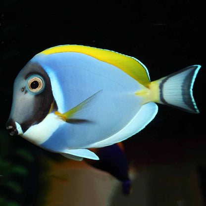 SriLankan Powder Blue Tang