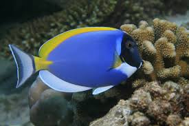 SriLankan Powder Blue Tang