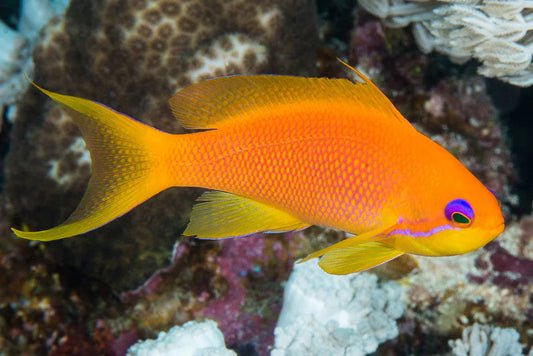Blue Eyed Anthias Male