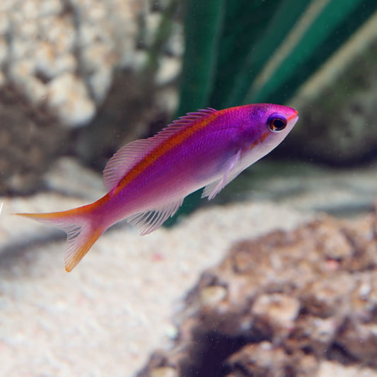 Purple Queen Anthias