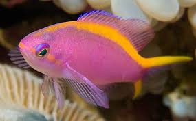 Purple Queen Anthias