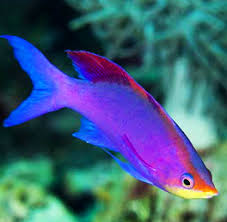 Purple Queen Anthias