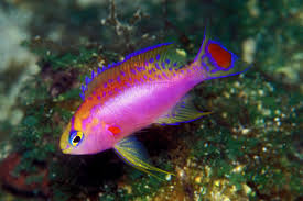 Purple Blotch Basslet Anthias