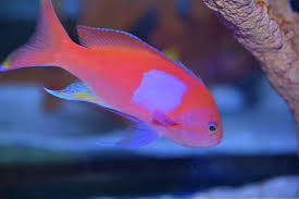 Purple Blotch Basslet Anthias