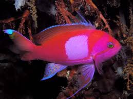 Purple Blotch Basslet Anthias