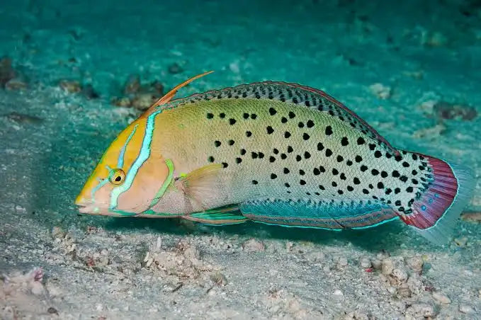Queen Coris Wrasse