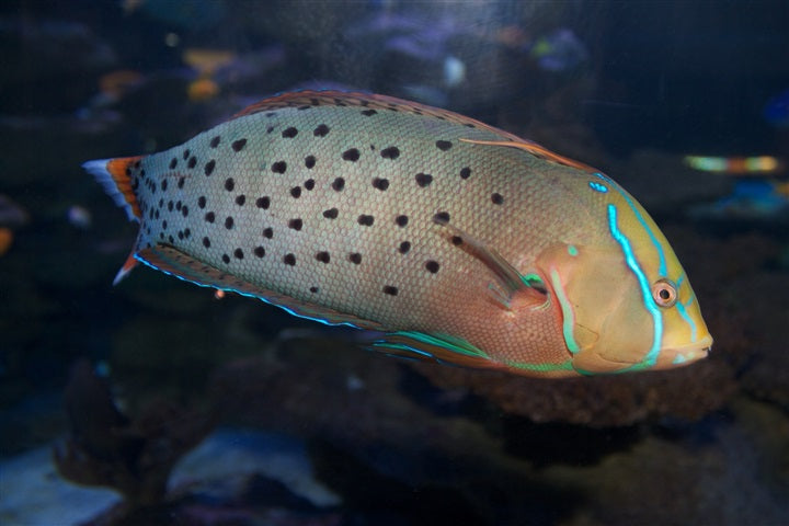 Queen Coris Wrasse