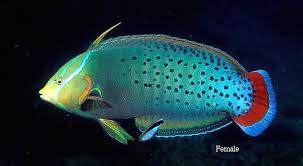 Queen Coris Wrasse