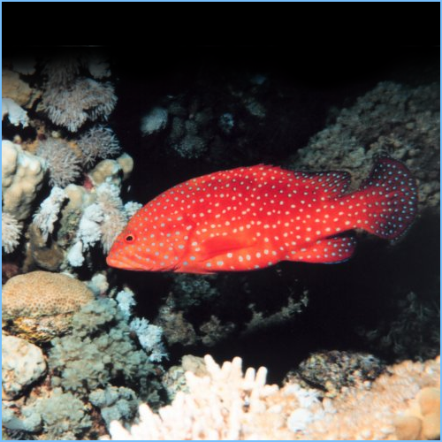 Tomato Grouper
