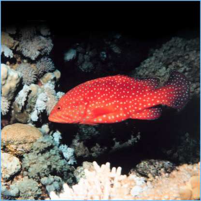 Tomato Grouper