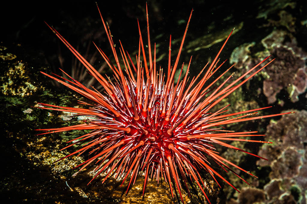Red sea urchin
