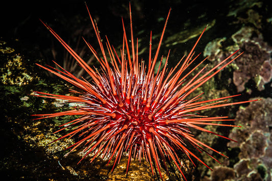 Red sea urchin
