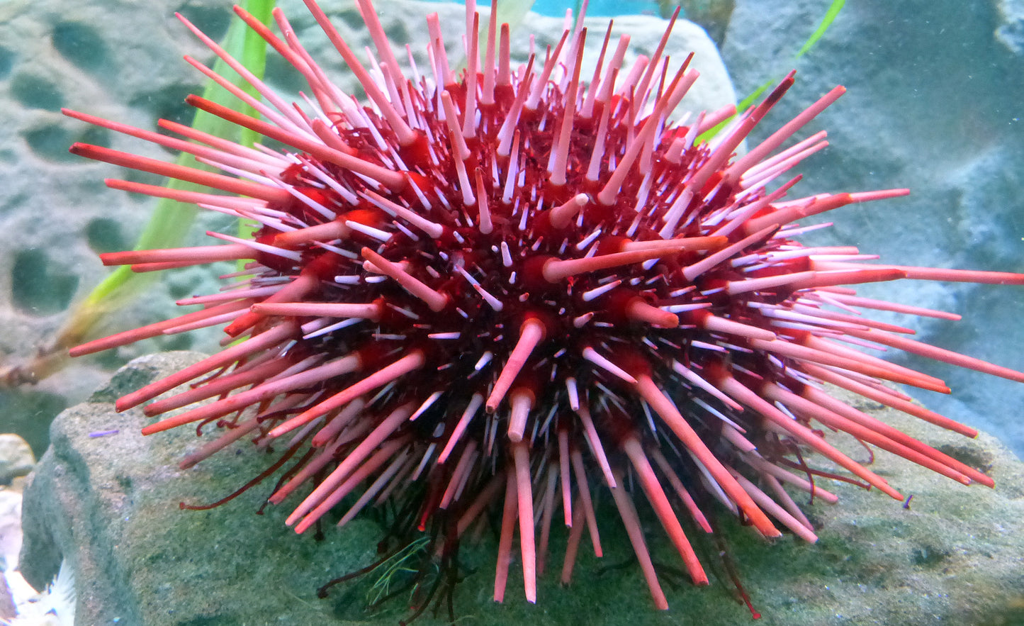 Red sea urchin