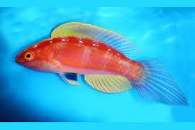 Red Banded Fairy Wrasse (Rare)