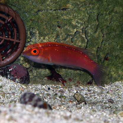 Red Banded Fairy Wrasse (Rare)