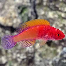 Red Banded Fairy Wrasse (Rare)