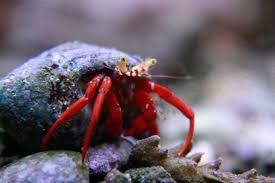 Red Legged Hermit Crab